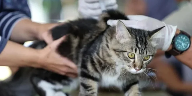 Jaksel Sterilisasi 441 Ekor Kucing Selama Juli untuk Tekan Populasi