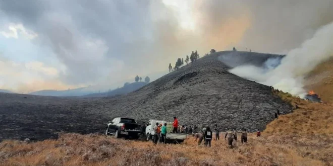 Kawasan Bromo Terbakar, Mengancam Kehidupan Satwa Liar dan Wisatawan