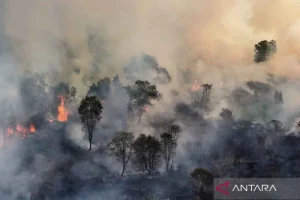 Kebakaran Hanguskan 1 Ha Vegetasi Pohon Sono di Gunung Jabung, Masyarakat Dihimbau Berhati-Hati