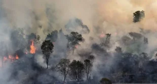 Kebakaran Hanguskan 1 Ha Vegetasi Pohon Sono di Gunung Jabung, Masyarakat Dihimbau Berhati-Hati