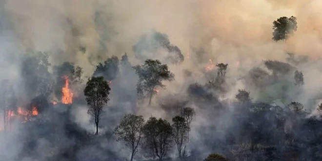 Kebakaran Hanguskan 1 Ha Vegetasi Pohon Sono di Gunung Jabung, Masyarakat Dihimbau Berhati-Hati