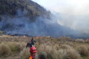 Kebakaran Hutan di Gunung Bromo: 60 Hektare Savana Terbakar, Jalur Wisata Ditutup Sementara