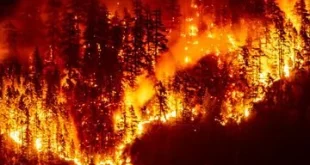 Kebakaran Hutan di Kanada: 20 Ribu Orang Dievakuasi dalam Keadaan Darurat