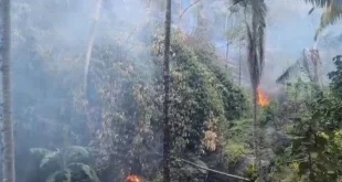 Kemarau Meluas di Sulteng: BMKG Ingatkan Risiko Karhutla yang Mengerikan