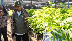 Kemenhut Hasilkan 6 Juta Bibit dari 59 Persemaian Per Tahun, Upaya Pelestarian Hutan