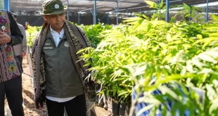 Kemenhut Hasilkan 6 Juta Bibit dari 59 Persemaian Per Tahun, Upaya Pelestarian Hutan