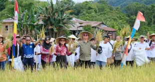 Ketahanan Pangan Terjaga Malinau Sejahtera Lewat Pertanian Sehat