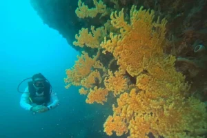 Komitmen Jaga Laut PIS Tanam 100 Fragmen Terumbu Karang di Bali Barat: Upaya Pelestarian Lingkungan