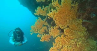 Komitmen Jaga Laut PIS Tanam 100 Fragmen Terumbu Karang di Bali Barat: Upaya Pelestarian Lingkungan