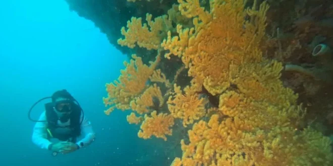 Komitmen Jaga Laut PIS Tanam 100 Fragmen Terumbu Karang di Bali Barat: Upaya Pelestarian Lingkungan