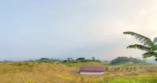 Kopdes Merah Putih di Kudus: Simbol Kemandirian Petani di Tengah Perkebunan