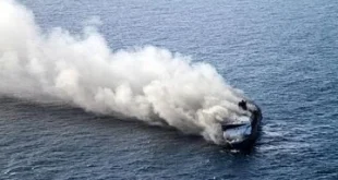 Kuda Pacu Juara Nasional Hangus Terbakar di KMP Mutiara Sentosa: Nasib Malang Kuda Pacu