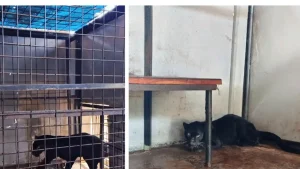 Macan Kumbang Masuk Permukiman Warga di Batang, Kondisinya Terluka: Kasus Langka di Indonesia