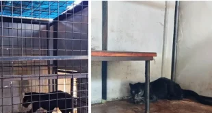 Macan Kumbang Masuk Permukiman Warga di Batang, Kondisinya Terluka: Kasus Langka di Indonesia