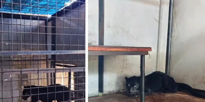 Macan Kumbang Masuk Permukiman Warga di Batang, Kondisinya Terluka: Kasus Langka di Indonesia