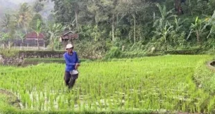 Mengembangkan Ekosistem Ekonomi Hijau di Sektor Pertanian dan Industri Pengolahan Singkong