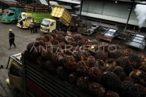 Nilai Tata Kelola Pembangunan Pabrik Kelapa Sawit Perlu Dibenahi