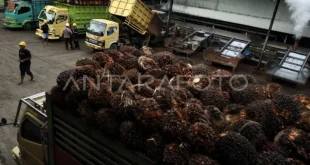 Nilai Tata Kelola Pembangunan Pabrik Kelapa Sawit Perlu Dibenahi