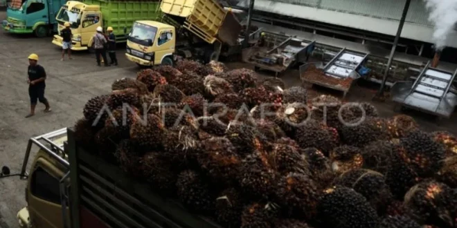 Nilai Tata Kelola Pembangunan Pabrik Kelapa Sawit Perlu Dibenahi