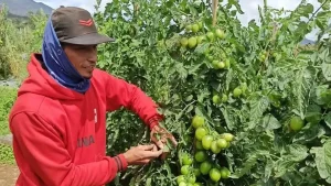 NTP Naik Tipis ke 127,84: Pengeluaran Petani Turun Dibanding Harga Panen