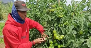 NTP Naik Tipis ke 127,84: Pengeluaran Petani Turun Dibanding Harga Panen