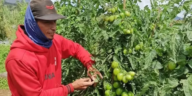 NTP Naik Tipis ke 127,84: Pengeluaran Petani Turun Dibanding Harga Panen