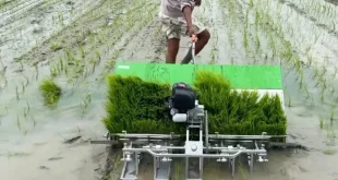 Optimalisasi Lahan Tingkatkan Pola Tanam Sawah di Kaltim