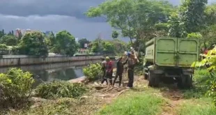 Pemkot Bandung Segel Videotron Padel Setelah 10 Pohon Ditebang