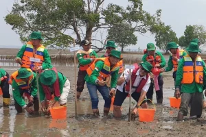 Pemprov Sumsel Manfaatkan Kelompok Kerja Mangrove untuk Lestarikan Pesisir