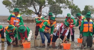 Pemprov Sumsel Manfaatkan Kelompok Kerja Mangrove untuk Lestarikan Pesisir