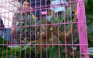 Penindakan Kejahatan Kehutanan Harus Ungkap Jaringan yang Lebih Besar untuk Mencegah Kerusakan Lingkungan