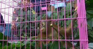Penindakan Kejahatan Kehutanan Harus Ungkap Jaringan yang Lebih Besar untuk Mencegah Kerusakan Lingkungan