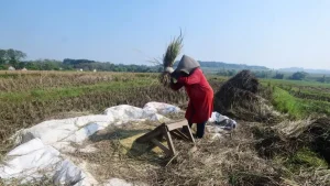 Peningkatan Nilai Tukar Petani Juli: BPS Nilai Tukar Petani Juli Naik 0,15 Persen Sektor Perikanan Turut Meningkat
