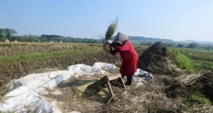 Peningkatan Nilai Tukar Petani Juli: BPS Nilai Tukar Petani Juli Naik 0,15 Persen Sektor Perikanan Turut Meningkat