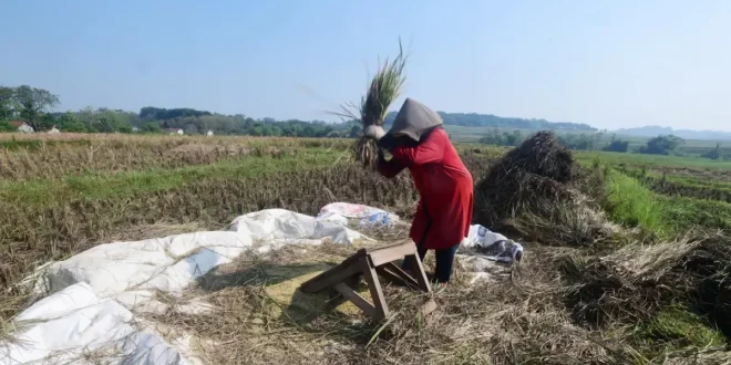 Peningkatan Nilai Tukar Petani Juli: BPS Nilai Tukar Petani Juli Naik 0,15 Persen Sektor Perikanan Turut Meningkat