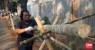 Perajin Pohon Pinang di Tangerang Kebanjiran Pesanan Jelang HUT ke-81: Meningkatnya Permintaan Pohon Pinang