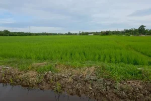 Perbaikan Sawah Terdampak Bencana di Aceh Barat Capai 75 Persen, Membangkitkan Harapan Petani
