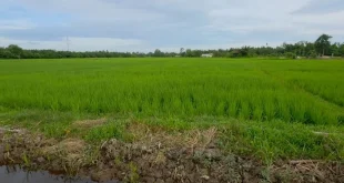Perbaikan Sawah Terdampak Bencana di Aceh Barat Capai 75 Persen, Membangkitkan Harapan Petani