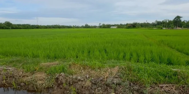 Perbaikan Sawah Terdampak Bencana di Aceh Barat Capai 75 Persen, Membangkitkan Harapan Petani