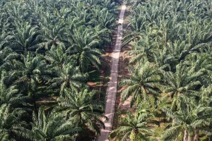 Perkebunan Sawit di Kalteng Membangun Kawasan Konservasi 537 Hektare