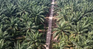 Perkebunan Sawit di Kalteng Membangun Kawasan Konservasi 537 Hektare