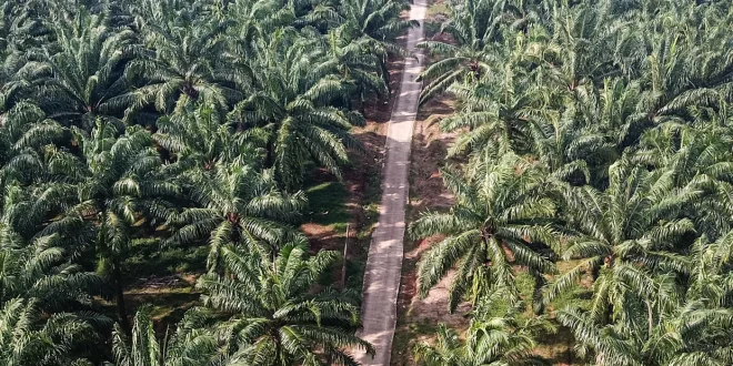 Perkebunan Sawit di Kalteng Membangun Kawasan Konservasi 537 Hektare