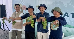 Petambak Sepatin diajak tanam mangrove untuk pulihkan produktivitas tambak dengan inovasi terbaru