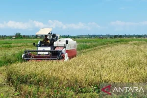Petani Babel Dihimbau Tak Tanam Padi Selama Kemarau untuk Menghindari Puso