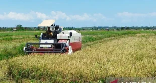 Petani Babel Dihimbau Tak Tanam Padi Selama Kemarau untuk Menghindari Puso