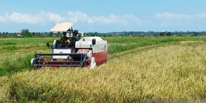Petani Babel Dihimbau Tak Tanam Padi Selama Kemarau untuk Menghindari Puso