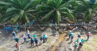 Politeknik Lamandau Ciptakan Kertas dari Gulma Kebun Sawit dengan Inovatif