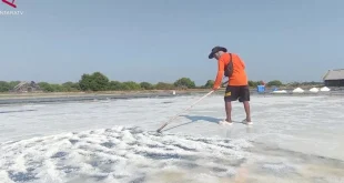 Produksi Garam Meningkat, Petani Dorong Hilirisasi Saat Harga Anjlok
