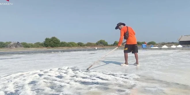 Produksi Garam Meningkat, Petani Dorong Hilirisasi Saat Harga Anjlok