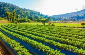PTPN Siap Menjadi Pilar Ketahanan Pangan dan Energi Indonesia